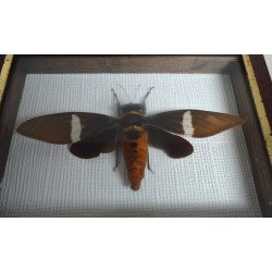 Tosena albata cicada uriasa din Thailanda