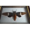 Tosena albata cicada uriasa din Thailanda