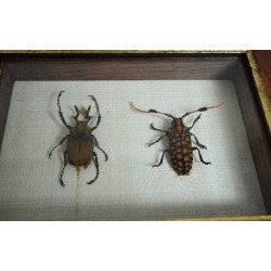 "Dicronocephalus bowringi" si "Aristobia reticulator" coleoptere in caseton Taxidermie