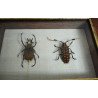 "Dicronocephalus bowringi" si "Aristobia reticulator" coleoptere in caseton Taxidermie