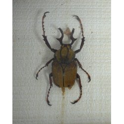"Dicronocephalus bowringi" si "Aristobia reticulator" coleoptere in caseton Taxidermie