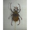 "Dicronocephalus bowringi" si "Aristobia reticulator" coleoptere in caseton Taxidermie