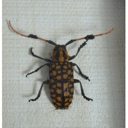 "Dicronocephalus bowringi" si "Aristobia reticulator" coleoptere in caseton Taxidermie