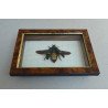 "Catoxantha opulenta" coleopter din Thailanda Taxidermie