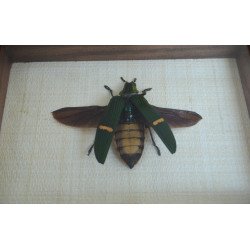 "Catoxantha opulenta" coleopter din Thailanda Taxidermie