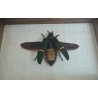 "Catoxantha opulenta" coleopter din Thailanda Taxidermie