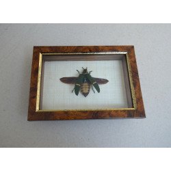 "Catoxantha opulenta" coleopter din Thailanda Taxidermie