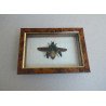 "Catoxantha opulenta" coleopter din Thailanda Taxidermie