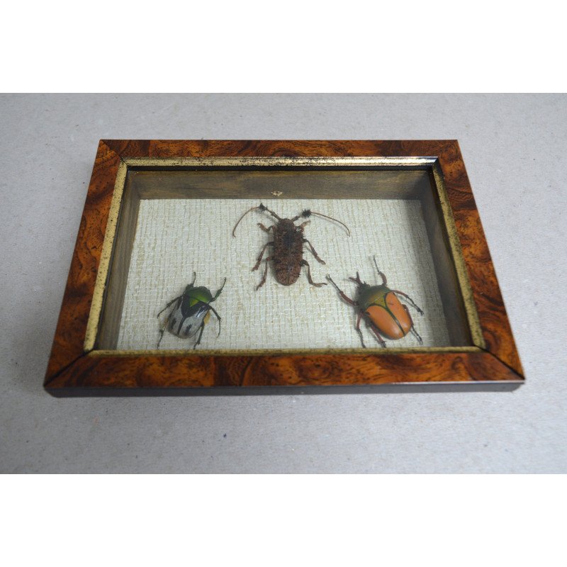 "Ranzania bertolonii ", " Aristobia horridula" si "Eudicella smithii" coleoptere in caseton taxidermie