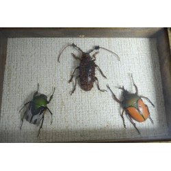 "Ranzania bertolonii ", " Aristobia horridula" si "Eudicella smithii" coleoptere in caseton taxidermie