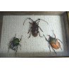 "Ranzania bertolonii ", " Aristobia horridula" si "Eudicella smithii" coleoptere in caseton taxidermie
