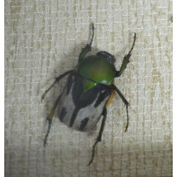 "Ranzania bertolonii ", " Aristobia horridula" si "Eudicella smithii" coleoptere in caseton taxidermie