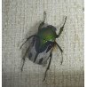 "Ranzania bertolonii ", " Aristobia horridula" si "Eudicella smithii" coleoptere in caseton taxidermie