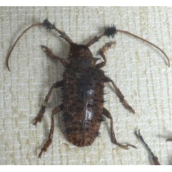"Ranzania bertolonii ", " Aristobia horridula" si "Eudicella smithii" coleoptere in caseton taxidermie