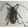 "Ranzania bertolonii ", " Aristobia horridula" si "Eudicella smithii" coleoptere in caseton taxidermie