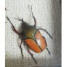"Ranzania bertolonii ", " Aristobia horridula" si "Eudicella smithii" coleoptere in caseton taxidermie