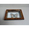 Baeotus baeotus fluture din Brazilia