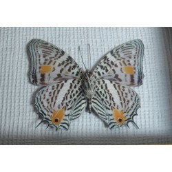 Baeotus baeotus fluture din Brazilia