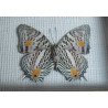 Baeotus baeotus fluture din Brazilia