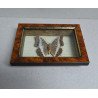 "Charaxes brutus" fluture din Kenya