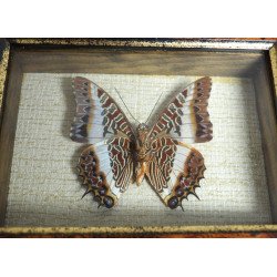 "Charaxes brutus" fluture din Kenya