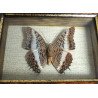 "Charaxes brutus" fluture din Kenya