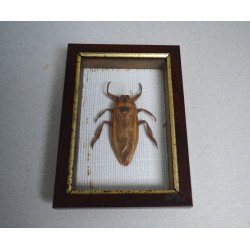 Lethocerus sp. gandac urias...