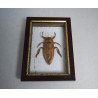 Lethocerus sp. gandac urias de apa din Thailanda