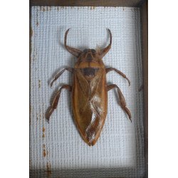 Lethocerus sp. gandac urias de apa din Thailanda