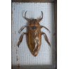 Lethocerus sp. gandac urias de apa din Thailanda