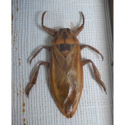 Lethocerus sp. gandac urias de apa din Thailanda