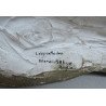 Labyrinthodon model didactic atelierul Arthur Eloffe Paris secolul XIX