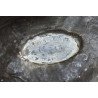 Labyrinthodon model didactic atelierul Arthur Eloffe Paris secolul XIX