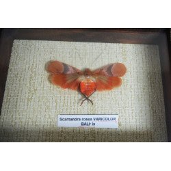 Scamandra rosea varicolor hemiptera din Bali Indonezia