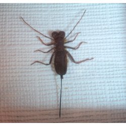 "Hypoctonus siamensis" scorpion bici din Thailanda