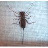 "Hypoctonus siamensis" scorpion bici din Thailanda