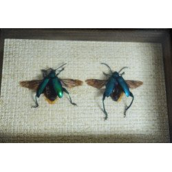 "Sagra longicollis" crisomelide din Thailanda
