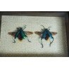 "Sagra longicollis" crisomelide din Thailanda