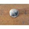 Cassis saburon gasteropod fosil din Miocen (Badenian) Romania