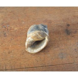Cassis saburon gasteropod fosil din Miocen (Badenian) Romania