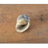Cassis saburon gasteropod fosil din Miocen (Badenian) Romania
