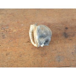 Cassis saburon gasteropod fosil din Miocen (Badenian) Romania