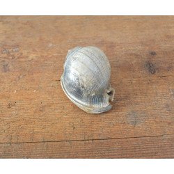 Cassis saburon gasteropod fosil din Miocen (Badenian) Romania