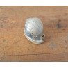 Cassis saburon gasteropod fosil din Miocen (Badenian) Romania