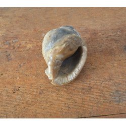 Cassis saburon gasteropod fosil din Miocen (Badenian) Romania