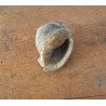 Cassis saburon gasteropod fosil din Miocen (Badenian) Romania