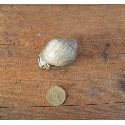 Cassis saburon gasteropod fosil din Miocen (Badenian) Romania