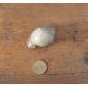 Cassis saburon gasteropod fosil din Miocen (Badenian) Romania