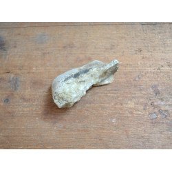 Deinotherium giganteum fragment de molar Pliocen (Meotian) Cimislia