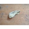 Deinotherium giganteum fragment de molar Pliocen (Meotian) Cimislia